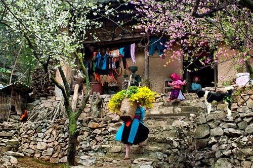 Rủ nhau lên Sapa giữa mùa đông lạnh giá - 3 Thấp thoáng trong sương, những người phụ nữ lưng đeo gùi hoa rảo bước về nhà.
