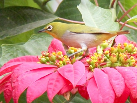 Những thú vị về chim vành khuyên