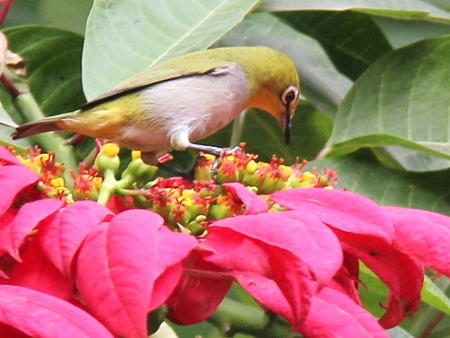 Những thú vị về chim vành khuyên