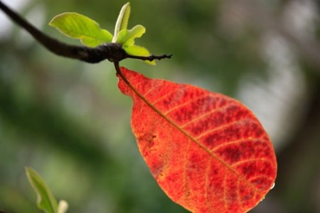 Hà Nội mùa “cây thay áo” - 1 Hà Nội mùa “cây thay áo”
