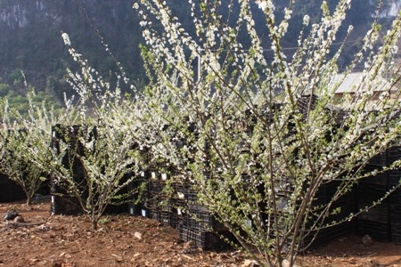 “Thiên đường trắng” xuất hiện giữa nơi thâm sơn cùng cốc