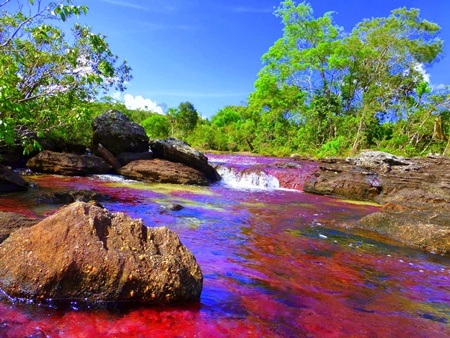 Sông Cano Cristales còn có tên gọi khác là sông cầu vồng, sông thiên đường