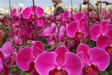 “Thiên đường trắng” xuất hiện giữa nơi thâm sơn cùng cốc