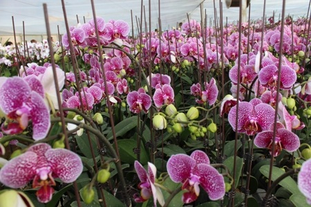 “Thiên đường trắng” xuất hiện giữa nơi thâm sơn cùng cốc