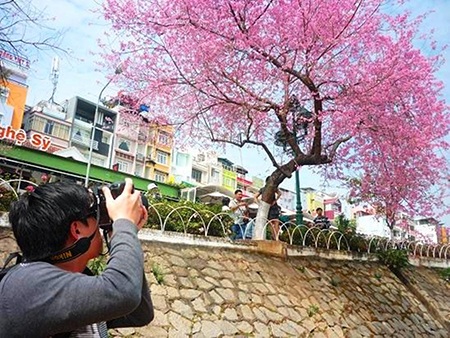 Tác nghiệp khi mùa hoa nở