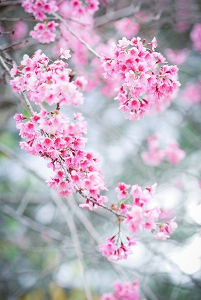 Cận cảnh vẻ đẹp bình dị của mai anh đào