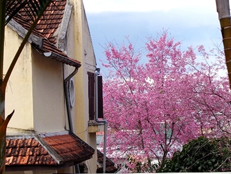 E ấp tô điểm bên những khu biệt thự.