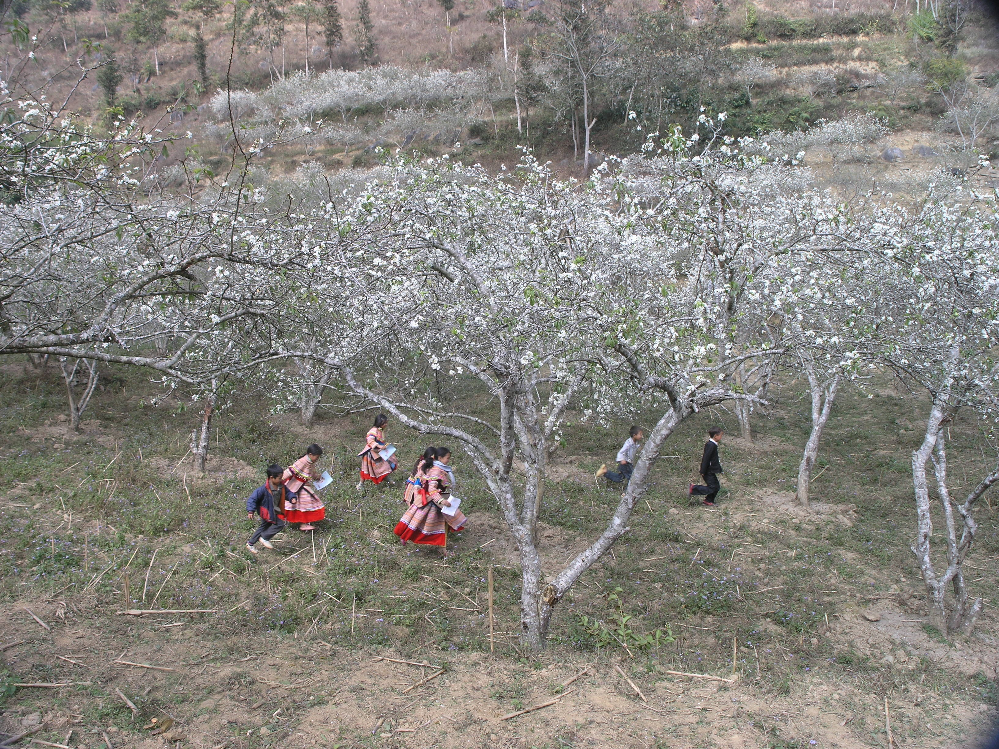 Hoa mận nở trắng cao nguyên Bắc Hà ngày giáp Tết