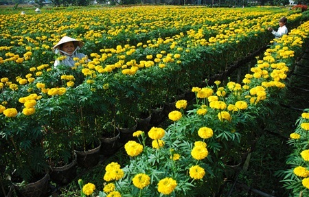 Làng hoa sông nước miền Tây nhộn nhịp mùa Tết - 1 Làng hoa Sa Đéc nhộn nhịp đón Tết