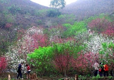 Đến Mộc Châu ngắm hoa mận vào thời điểm này là hợp lý nhất