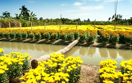 Làng hoa sông nước miền Tây nhộn nhịp mùa Tết - 2 Du khách tới chụp hình khiến làng hoa
càng tấp nập hơn bao giờ hết