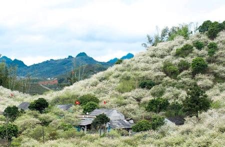 Vẻ đẹp Mộc Châu mùa hoa mận luôn có sức hút mê đắm nhiều người.