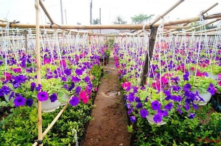 Làng hoa sông nước miền Tây nhộn nhịp mùa Tết - 6 Những chậu hoa kiểng được chăm sóc cẩn
thận