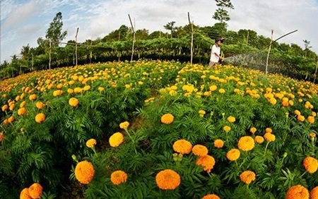 Làng hoa sông nước miền Tây nhộn nhịp mùa Tết - 7 Cúc vạn thọ rực rỡ dưới nắng