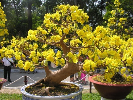 Làng hoa sông nước miền Tây nhộn nhịp mùa Tết - 8 Vựa hoa mai lớn
nhất của cả nước đã sẵn sang phục vụ thị trường