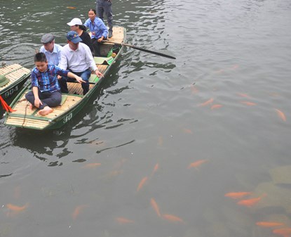 Du khách thích thú ngắm cá chép đỏ ở Tràng An - 2 Sự xuất hiện của đàn cá đã khiến cho du khách rất thích thú.
