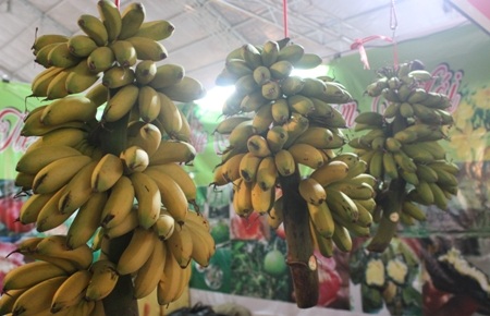 Chuối ngự thường được sử dụng trong mâm ngũ quả ngày Tết vì vừa thơm, vừa đẹp. 