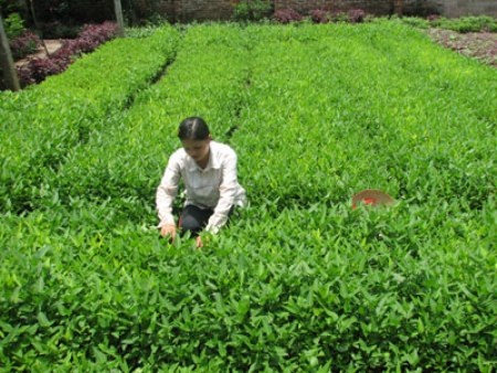 Điểm mặt 3 món ăn bình dân của Vua chúa thời xưa - 3 Điểm mặt ba món ăn bình dân của vua chúa thời xưa
