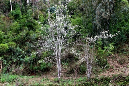 Đẹp ngỡ ngàng màu trắng hoa lê trên vùng cao Tây Bắc