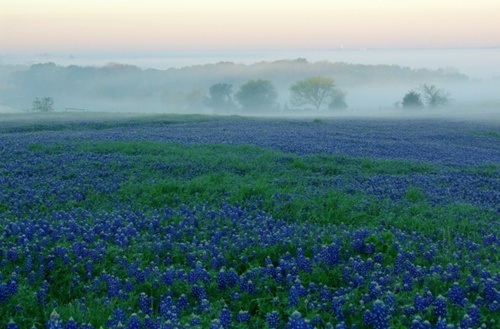 Mãn nhãn trước cánh đồng hoa tím biếc - 1 Loài hoa có sức sống kiên cường - Bluebonnet là biểu tượng của Texas.