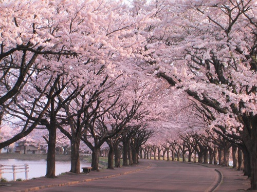 Người Nhật háo hức đón lễ hội hoa anh đào - 1 Con đường thơ mộng phủ đầy hoa