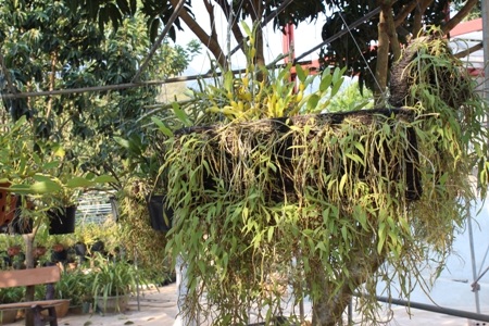 Mộc Châu mùa hạ về...