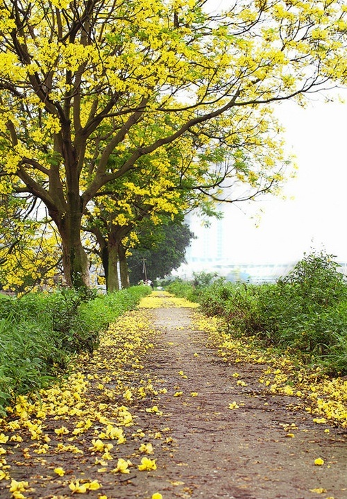 Màu hoa làm dịu lại cái nắng hè chói chang