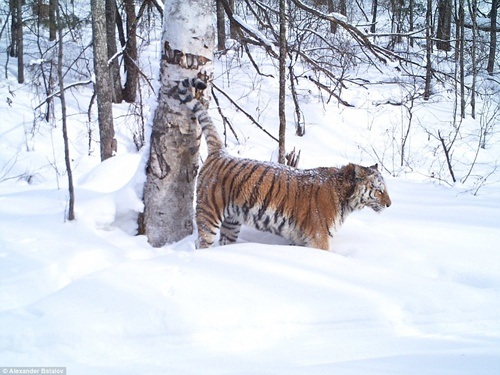 Hơn 100 triệu đồng cho một lần... "ngủ" cùng hổ - 1 Hổ Siberia - một trong những loài động vật nguy hiểm nhất trên thế giới.