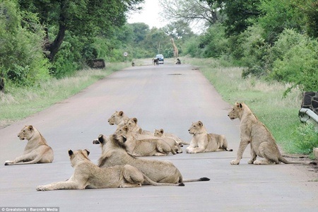 Donde leones y elefantes caminan "ociosamente" por el camino - 1 El coche azul tuvo que parar por culpa de los leones y elefantes.