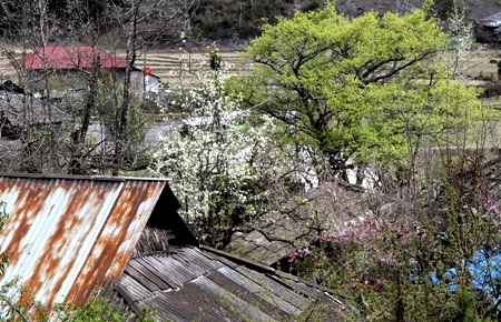 Vẻ đẹp trắng tinh khôi giữa núi rừng Tây Bắc đã hút hồn nhiều du khách mỗi khi lên đây.