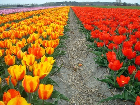 Đẹp như tranh vẽ những cánh đồng hoa tulip rực rỡ vào mùa - 10 Biển hoa tulip như bức tranh thiên nhiên sặc sỡ.