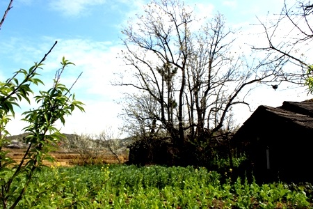 Vẻ đẹp trắng tinh khôi giữa núi rừng Tây Bắc đã hút hồn nhiều du khách mỗi khi lên đây.