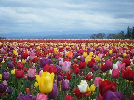 Đẹp như tranh vẽ những cánh đồng hoa tulip rực rỡ vào mùa - 11 Biển hoa tulip như bức tranh thiên nhiên sặc sỡ.