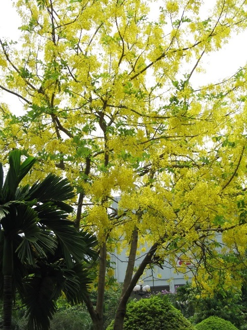 Hoa nở rộ nhất vàng tháng 3, tháng 4 hàng năm.