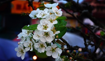 Đẹp ngỡ ngàng màu trắng hoa lê trên vùng cao Tây Bắc - 2 Đẹp ngỡ ngàng màu trắng hoa lê trên vùng cao Tây Bắc