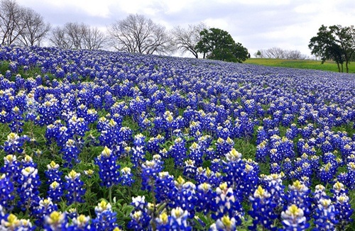 Mãn nhãn trước cánh đồng hoa tím biếc - 2 Loài hoa có sức sống kiên cường - Bluebonnet là biểu tượng của Texas.
