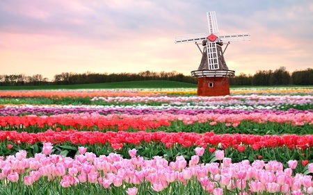 Đẹp Như Tranh Vẽ Những Cánh Đồng Hoa Tulip Rực Rỡ Vào Mùa | Báo Dân Trí