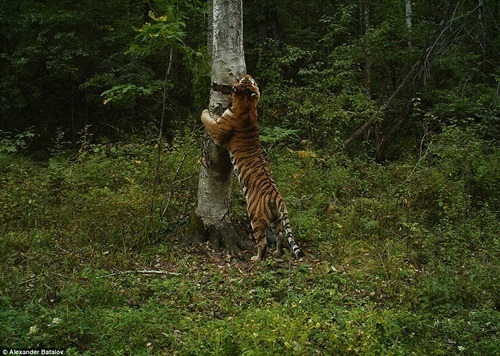 Hơn 100 triệu đồng cho một lần... "ngủ" cùng hổ - 2 Hổ Siberia - một trong những loài động vật nguy hiểm nhất trên thế giới.