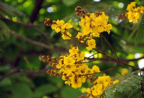 Màu hoa làm dịu lại cái nắng hè chói chang