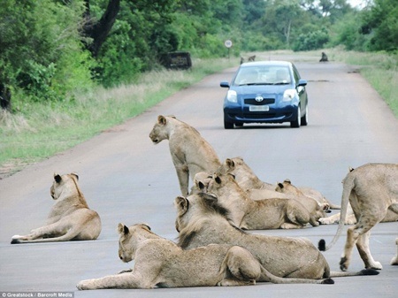 Donde leones y elefantes caminan "ociosamente" por el camino - 2 Encontrarse con un grupo de leones tirados en medio de la carretera confunde bastante al conductor.