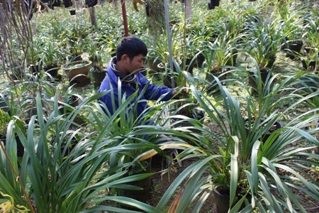 Mộc Châu mùa hạ về...