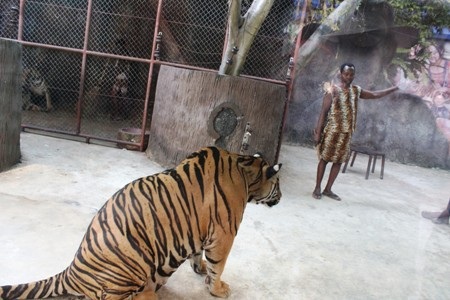 Khó tin với cảnh hổ nuôi lợn, người sống cùng hổ