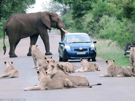 Donde leones y elefantes caminan "ociosamente" por el camino - 3 Pasó un elefante adulto y el coche se quedó atascado.