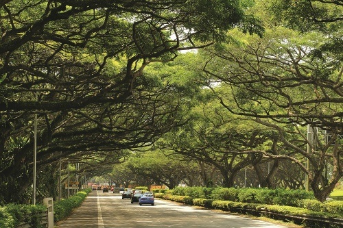 Lý Quang Diệu và những quyết sách đưa Singapore trở thành "quốc đảo xanh" - 3 Đường phố Singapore rợp bóng cây
