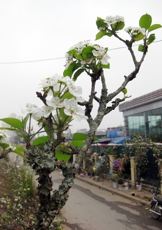 Đẹp ngỡ ngàng màu trắng hoa lê trên vùng cao Tây Bắc - 4 Từng bông hoa đọng chút mưa đẹp long lanh trong gió lạnh.