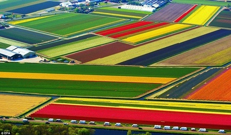 Đẹp như tranh vẽ những cánh đồng hoa tulip rực rỡ vào mùa - 4 Những luống hoa vào mùa
