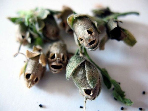 Những loài hoa kỳ dị nhất thế giới - 4 Khi héo đi, những bông hoa có hình thù như đầu lâu.