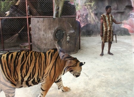 Khó tin với cảnh hổ nuôi lợn, người sống cùng hổ