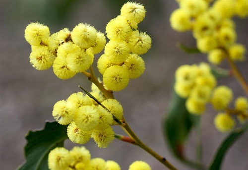 Mimosa nở rộ vào mùa xuân, có hương thơm ngai ngái