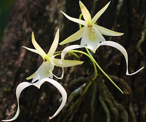 Những loài hoa kỳ dị nhất thế giới - 6 Phong lan ma là loài hoa tưởng chừng đã tuyệt chủng